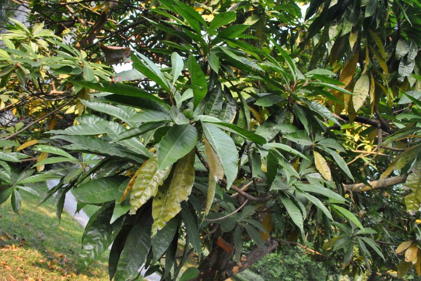 蛋黃果植物果實圖片