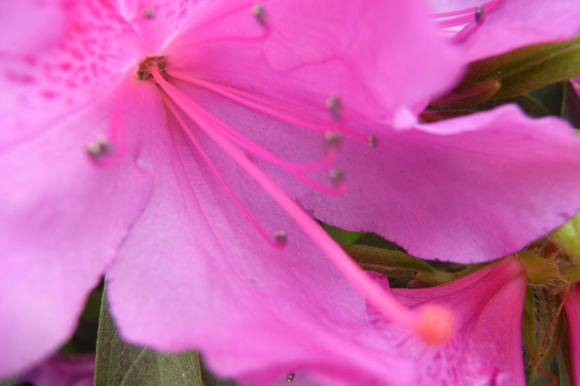 粉色杜鹃图片