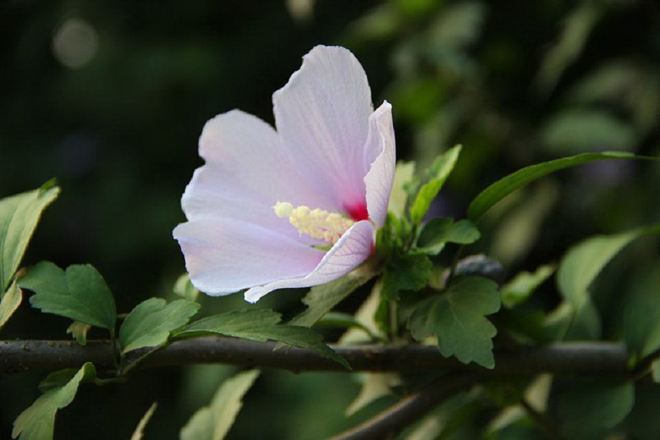 小清新木槿花