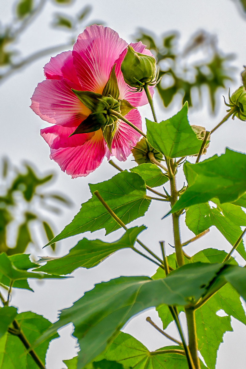 木槿花開慶國慶