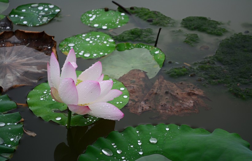 雨后荷花图片