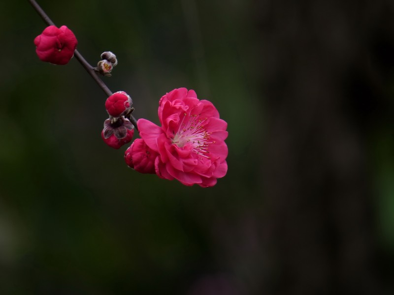 娇艳的桃花图片