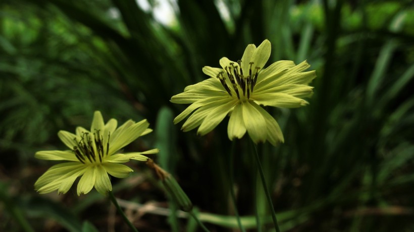 黃色苦菜花圖片