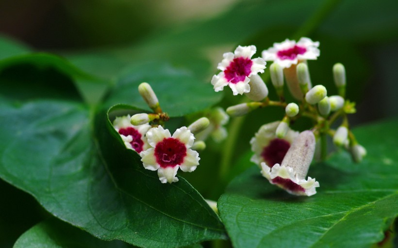 雞屎藤花圖片