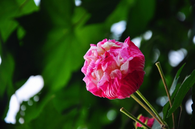 粉色木芙蓉图片  