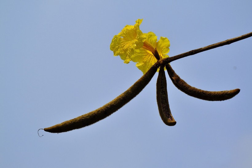 黃花風(fēng)鈴木圖片