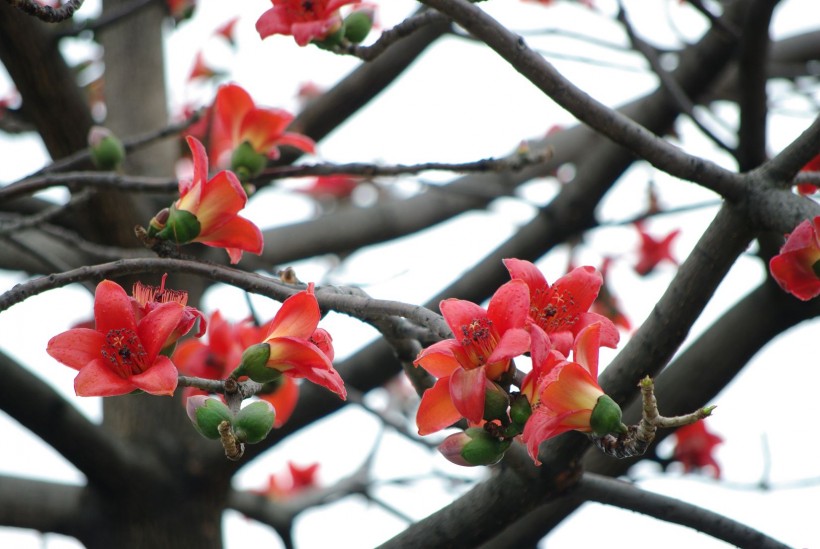 紅火木棉花圖片