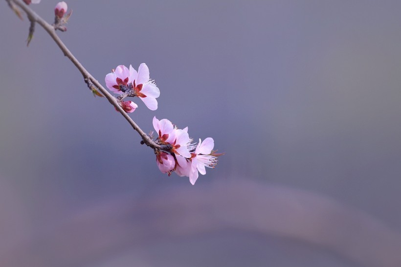 粉色山桃花图片