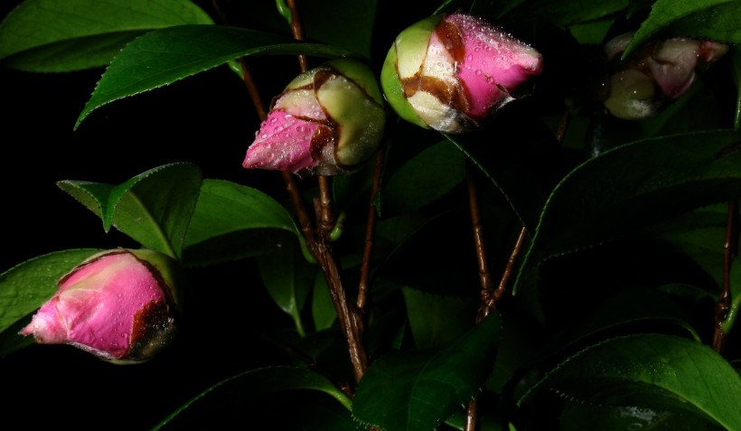 粉红色山茶花图片