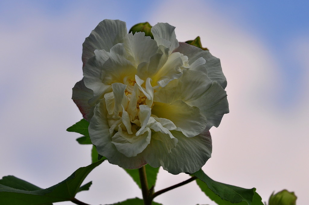 草本木槿花