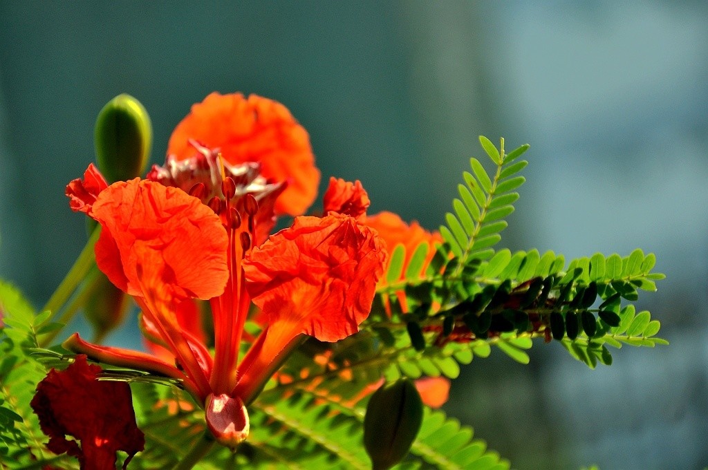 鳳凰花紅彤彤