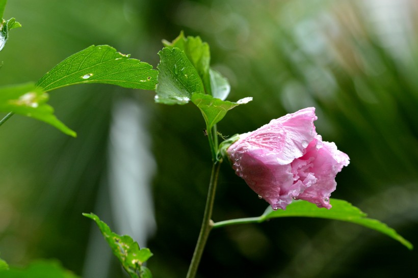 雨后木芙蓉图片