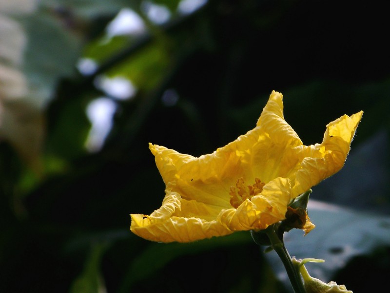 黃色絲瓜花圖片