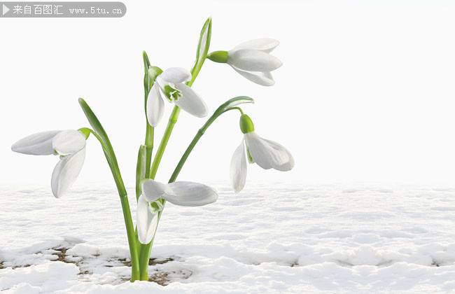 小清新雪地洁白鲜花图片素材