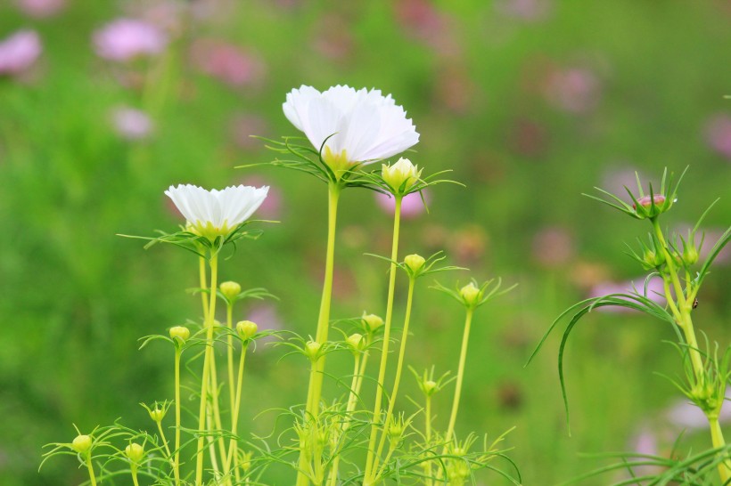 清新波斯菊花卉图片