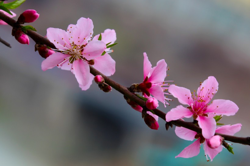 粉红色桃花图片