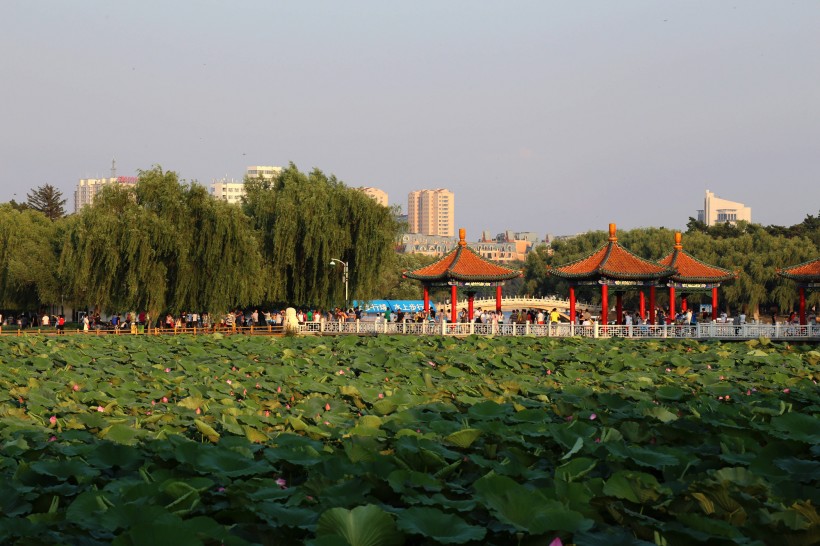 吉林长春南湖荷花图片