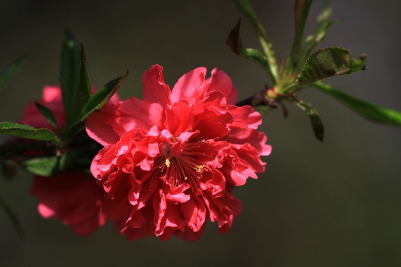 碧桃花圖片