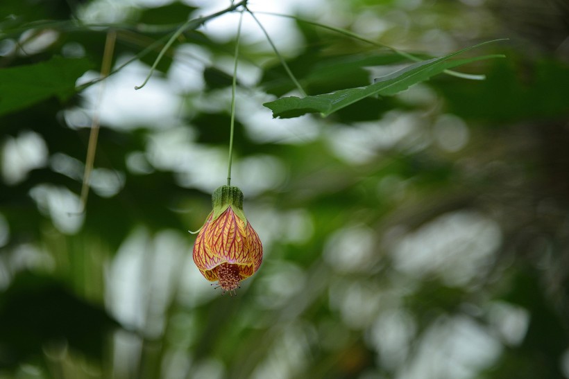 风铃花图片