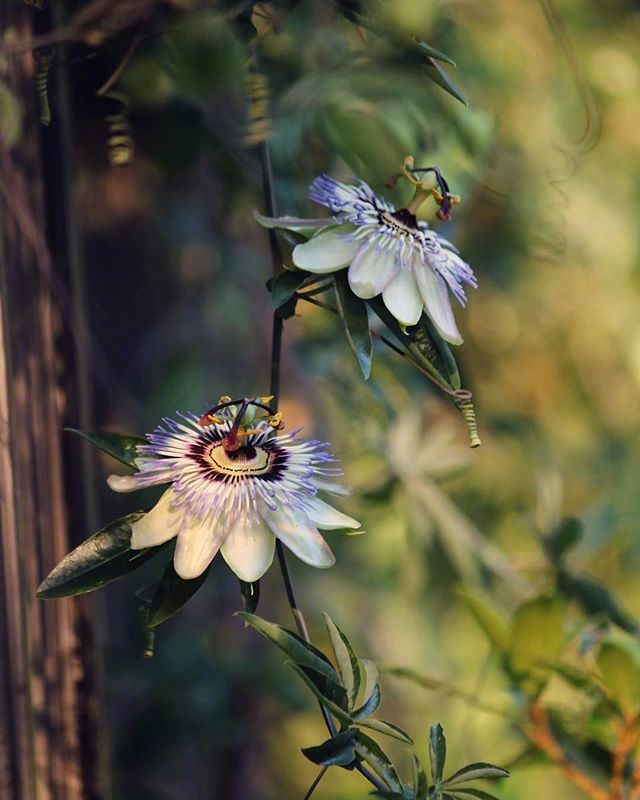 一组超唯美雨后的鲜花写真图片欣赏