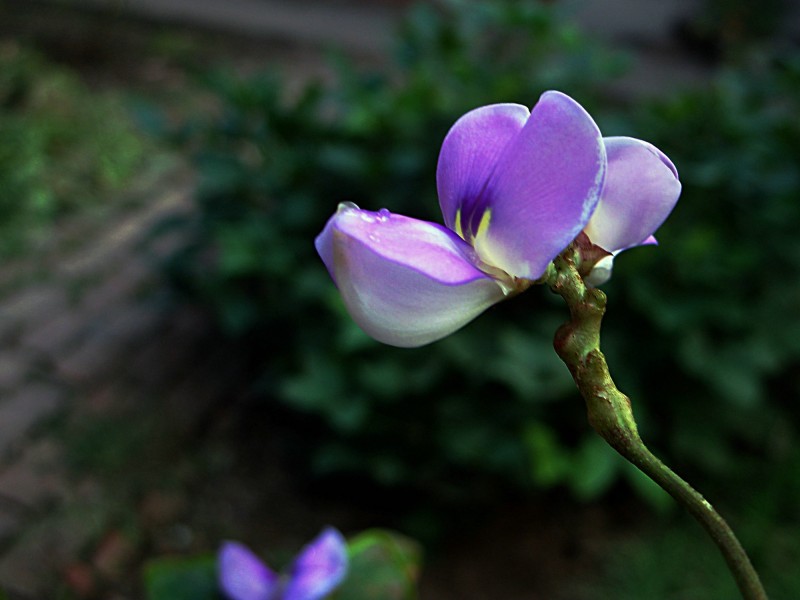 豆角花圖片