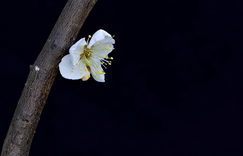 梅花图片