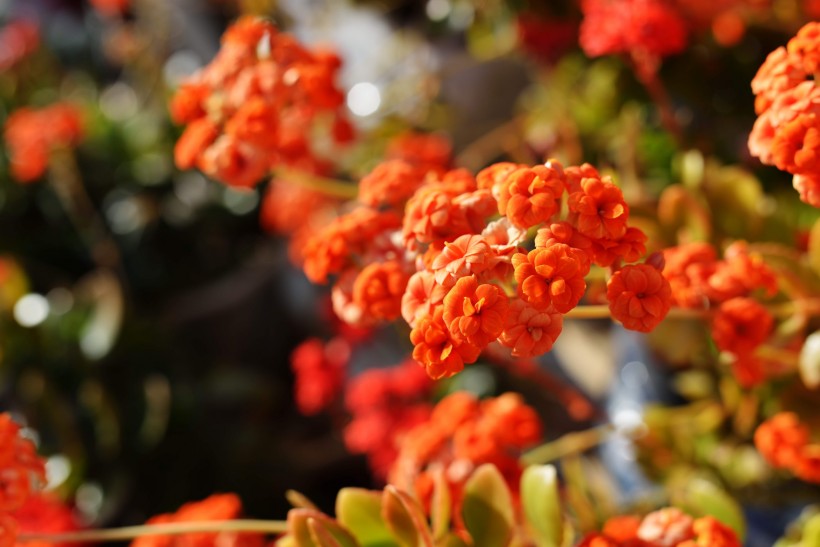 長壽花圖片