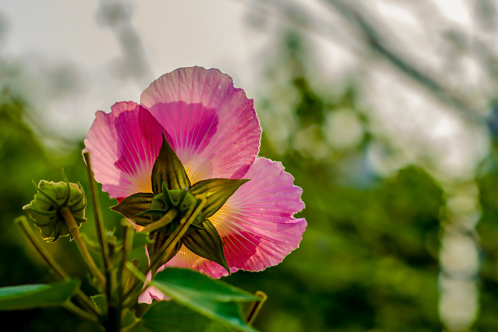 木槿花開慶國慶