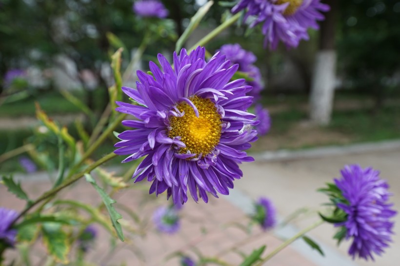 紫色菊花图片