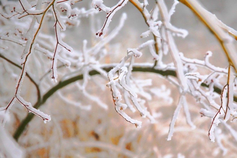 春天冰雪下坚强的嫩芽图片