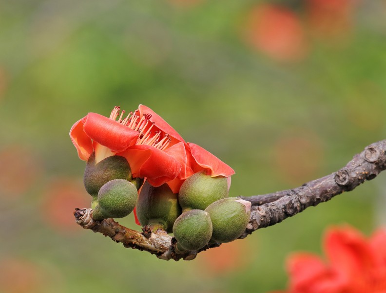 紅色木棉花圖片