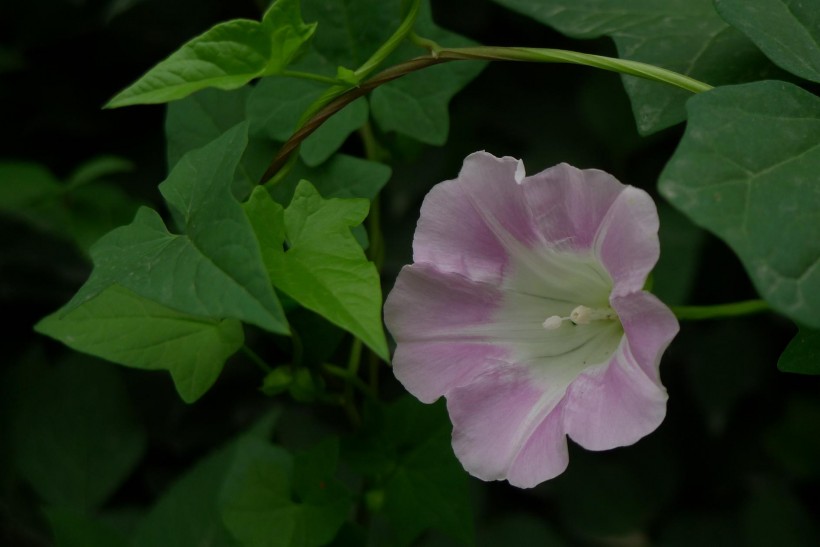 野牵牛花图片