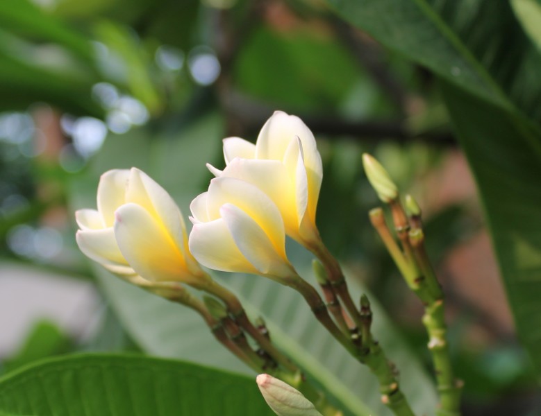 淡黃色的雞蛋花圖片