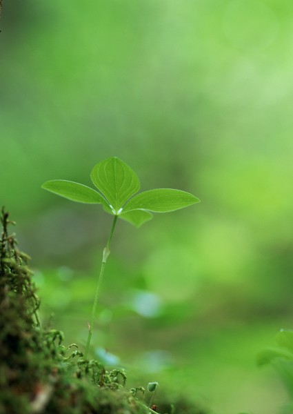 清新綠苗圖片