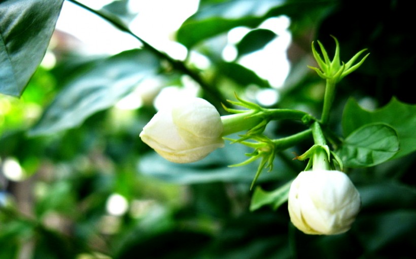 香氣濃郁的茉莉花圖片