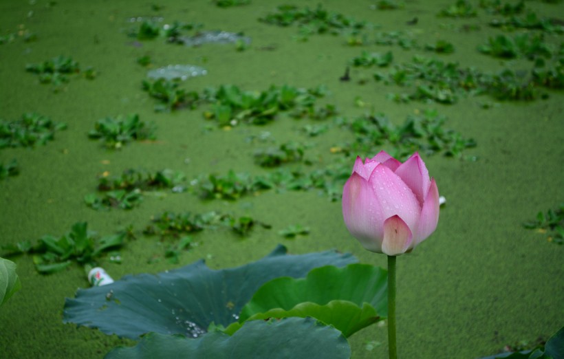 雨后荷花图片