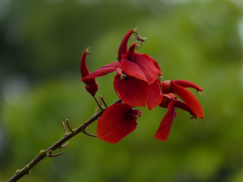 刺桐花圖片