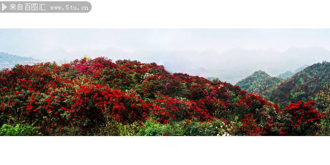 滿山殷紅似火的杜鵑花圖片