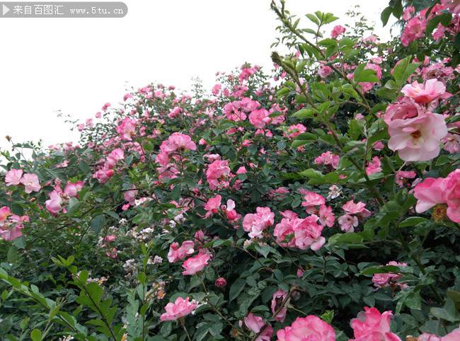 花繁葉茂的薔薇花圖片