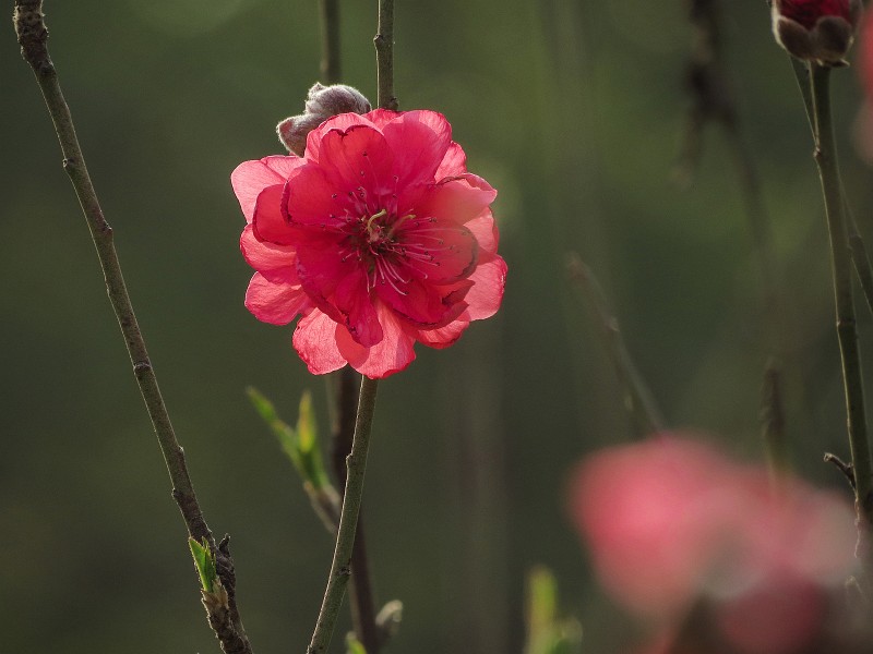 艳丽的桃花图片