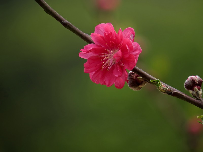 娇艳的桃花图片