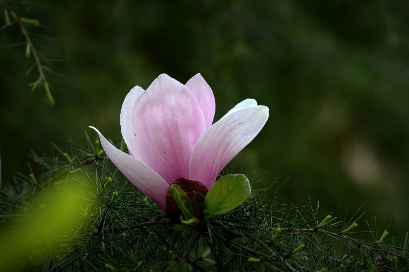 光影玉蘭花圖片