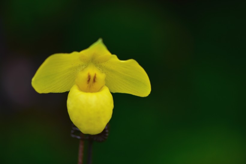 兜蘭花圖片