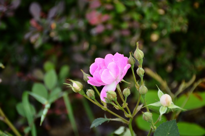 白色和粉色薔薇花圖片