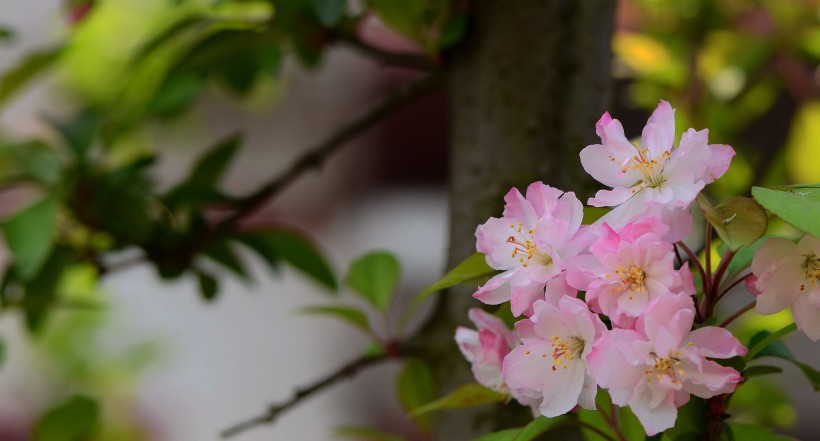 娇俏的海棠花图片