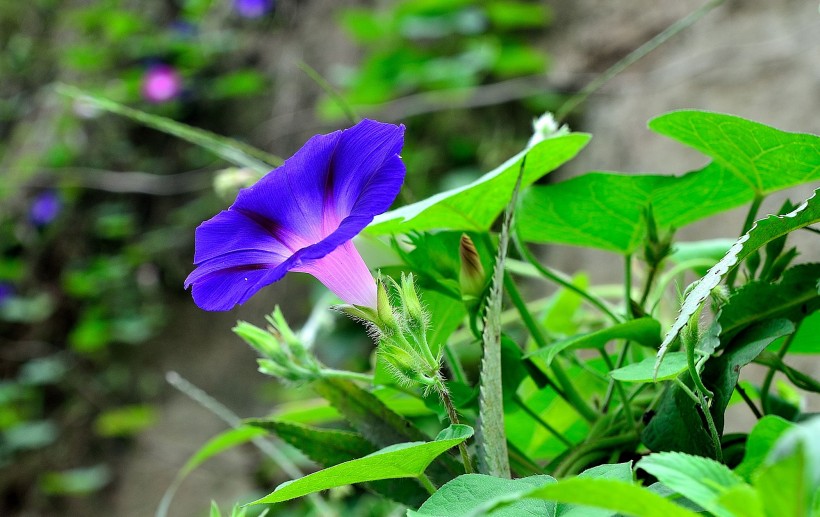 牵牛花图片