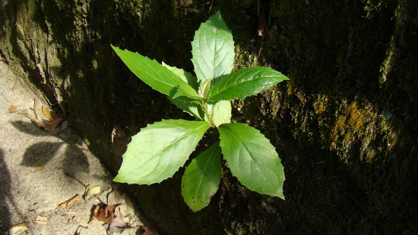 山间野草图片