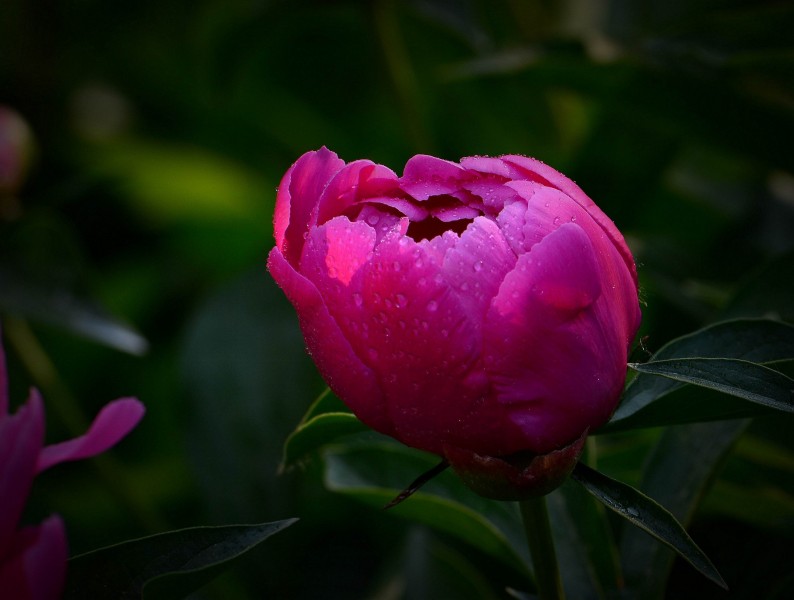 芍药图片