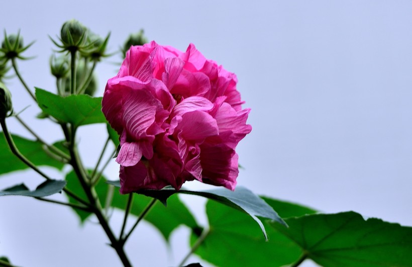 芙蓉花圖片