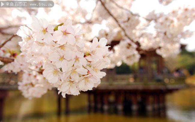 日本櫻花漂亮綻放圖片